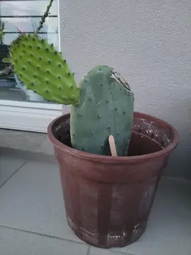 bouture cactus raquette