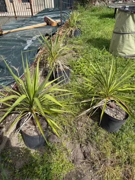Yuccas