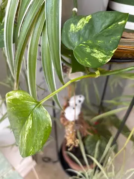 pothos