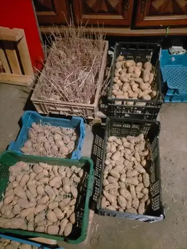 semences pomme de terre