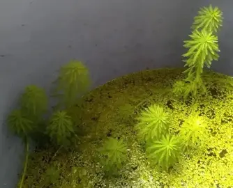 MYRIOPHYLLUM aquaticum (plante aquatique)