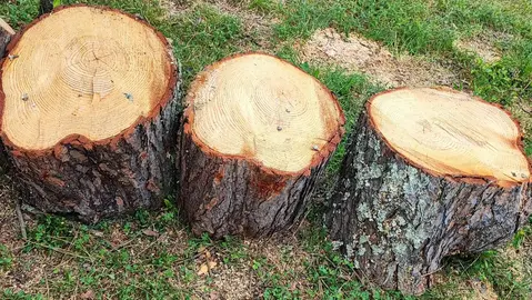 Bois pour DECO * billot *