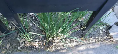 Donne poireau perpétuel