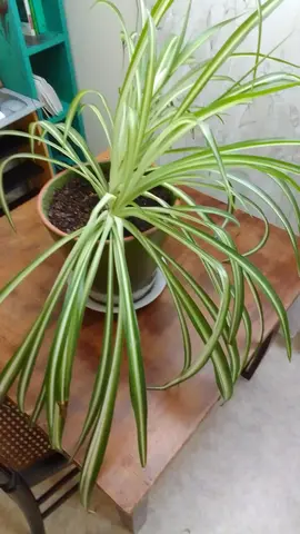 Plante verte Chlorophytum