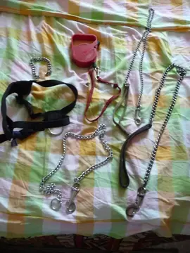 Laisses/collier pour chien, chat