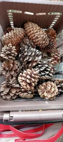 lots de pommes de pin