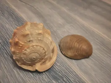 deux coquillages