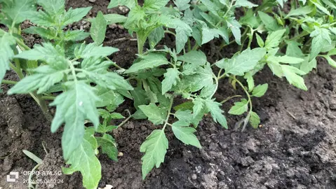 plans de tomates