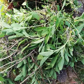 Sauge officinale