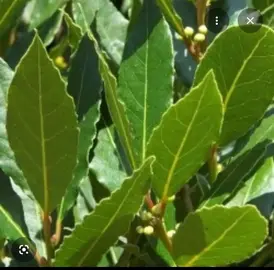 Branches de laurier-sauce