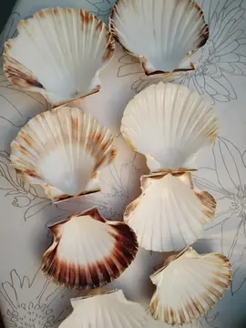 Coquilles vides