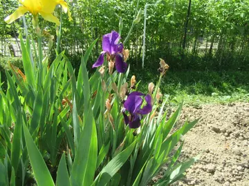 Iris violet foncés