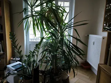 plantes en pot