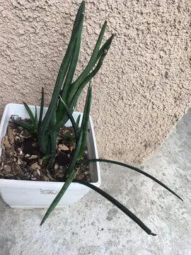 Plante grasse