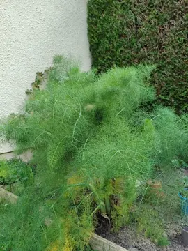 Fenouil frais du jardin (Feuilles et sa tige)