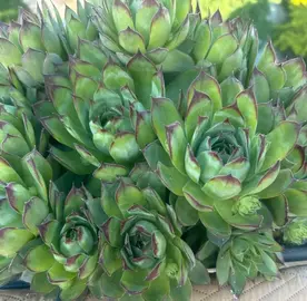 plante