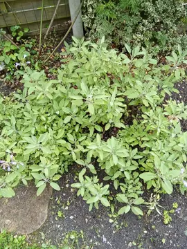 PLANTS DE SAUGE