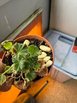 geranium à sauver