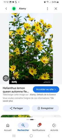 plants d heliantus