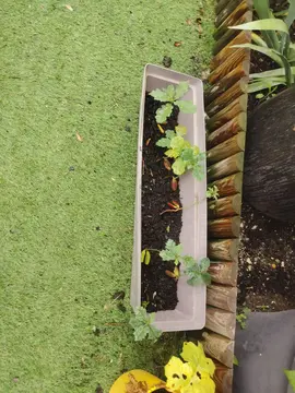donne petit chêne vert