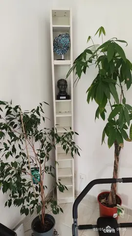 URGENT A DONNER : Plantes & Petite bibliothèque