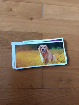 lot cartes animaux