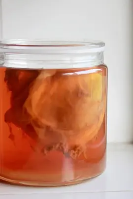 souche de kombucha thè noir