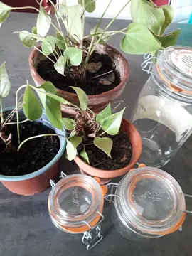 plantes et bocaux