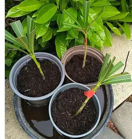 plants de lauriers