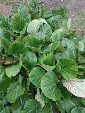 plante