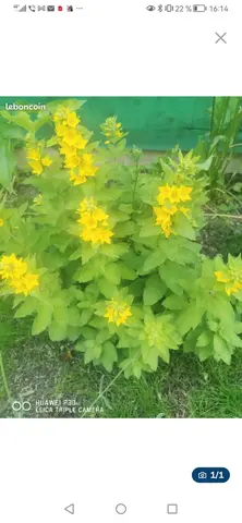 Fleurs de jardin