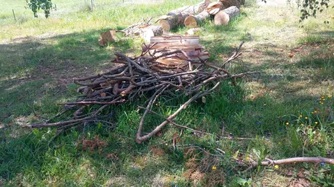 bois de pin