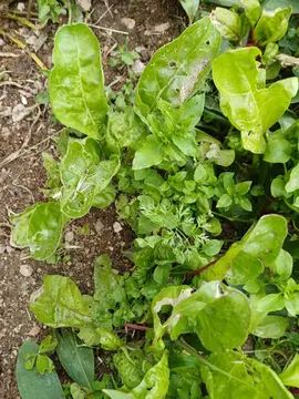 plants de bettes cardes