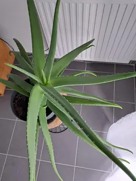 aloe vera