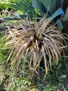 plante d'extérieur