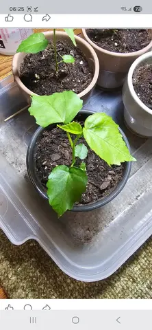 pousse hibiscus violet sans le pot
