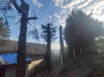 Don Sapin Thuyas (+ de 5 stères) Bois de chauffage, Bûches débités en morceaux d'1 mètre