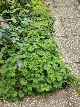 Géranium perpétuel bleu