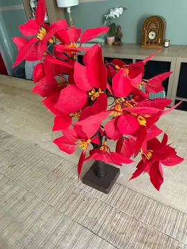 plante décorative qui s’allume
