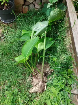 Cannas geants