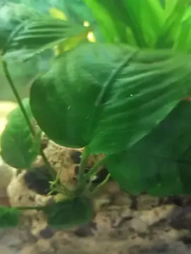 planorbes aquarium
