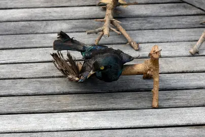 Oiseaux exotiques empaillés