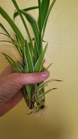 chlorophytum