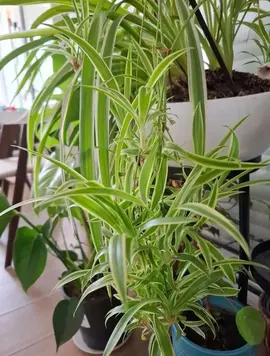 Boutures Chlorophytum variegata Plante araignée