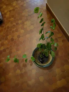 mirabelliers à planter