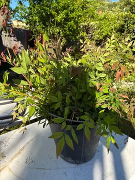repousses NANDINAS