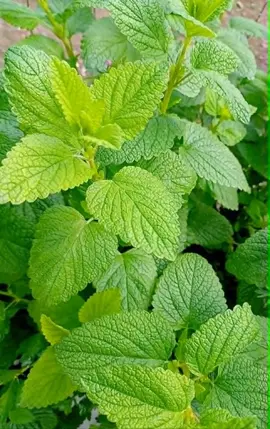 Tiges de mélisse citronnée non traitée