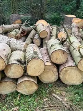 BOIS DE SAPIN A DONNER
