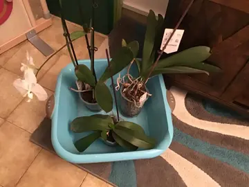 orchidées