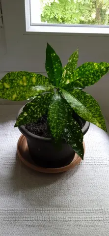 petite plante verte